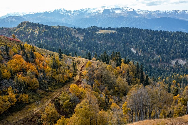 Autumn forest trail in Canada with golden leaves seasonal destination idea